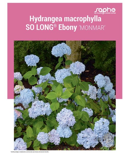 HYDRANGEA MACROPHYLLA "So Long® Ebony"