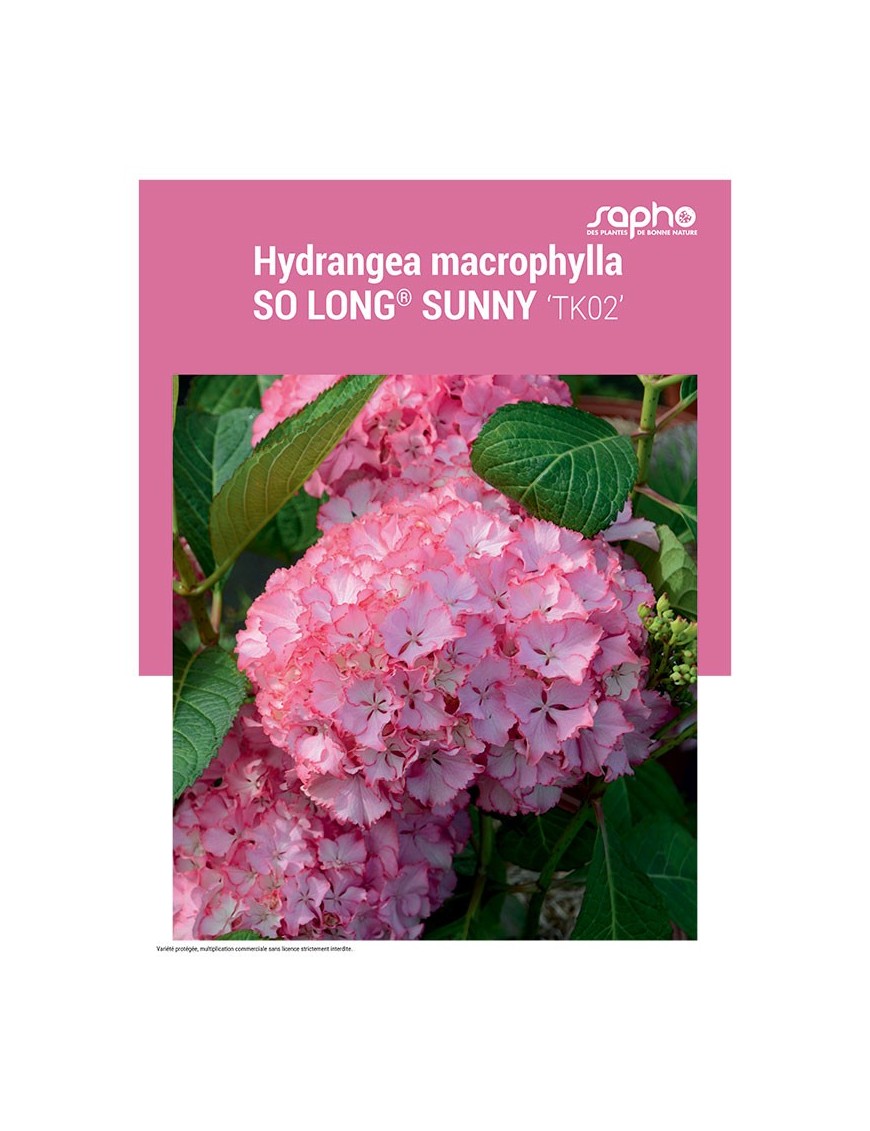 HYDRANGEA MACROPHYLLA "So Long® Sunny"