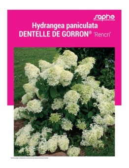 HYDRANGEA PANICULATA "Dentelle de Corron®"