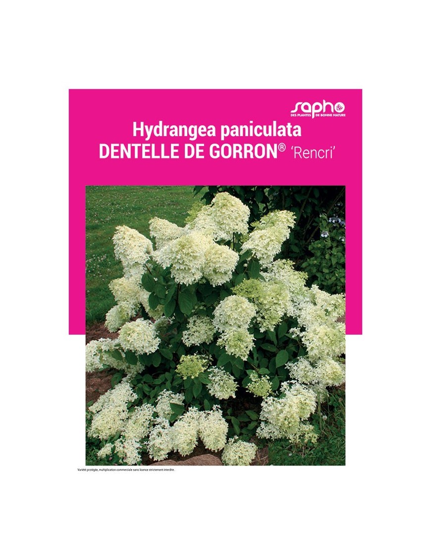 HYDRANGEA PANICULATA "Dentelle de Corron®"