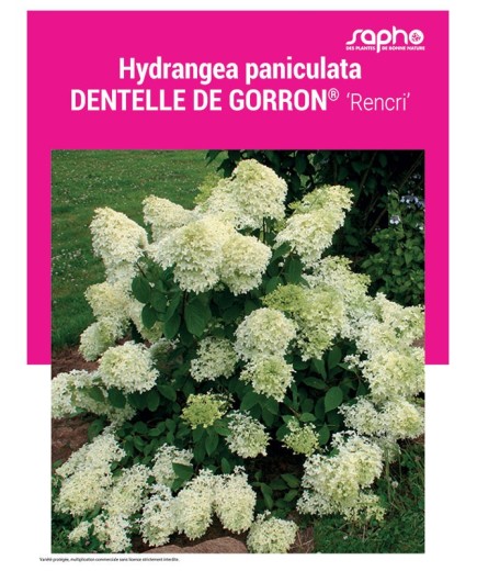 HYDRANGEA PANICULATA "Dentelle de Corron®"