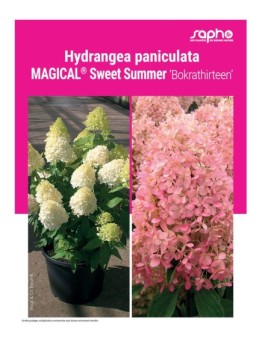 HYDRANGEA PANICULATA "Magical® Sweet Summer"