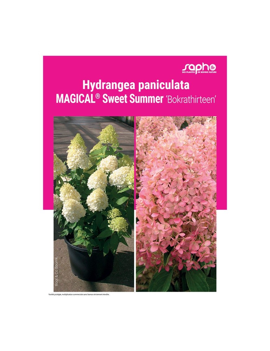 HYDRANGEA PANICULATA "Magical® Sweet Summer"