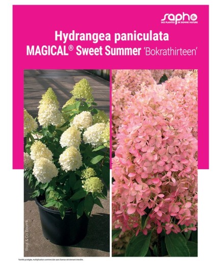 HYDRANGEA PANICULATA "Magical® Sweet Summer"