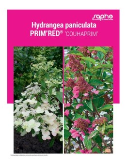 HYDRANGEA PANICULATA "Prim'Red®"