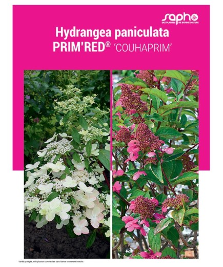 HYDRANGEA PANICULATA "Prim'Red®"