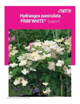 HYDRANGEA PANICULATA "Prim'White®"
