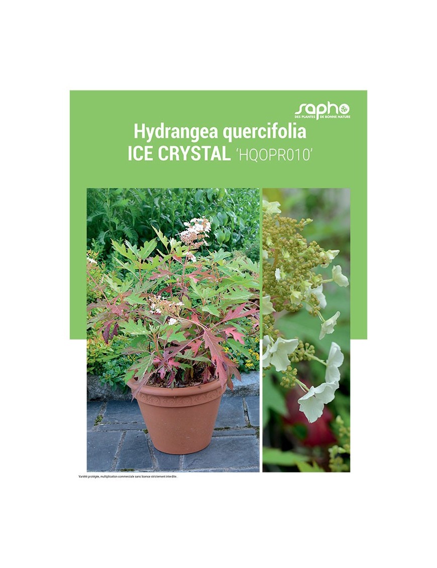 HYDRANGEA QUERCIFOLIA "Ice Crystal"