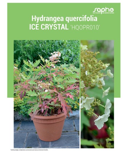 HYDRANGEA QUERCIFOLIA "Ice Crystal"