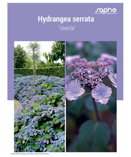 HYDRANGEA SERRATA