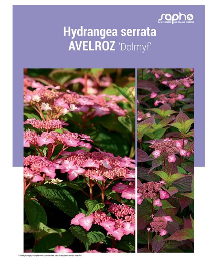 HYDRANGEA SERRATA "Avelroz"