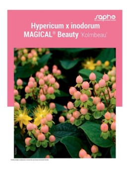 HYPERICUM X INODORUM "Magical® Beauty"