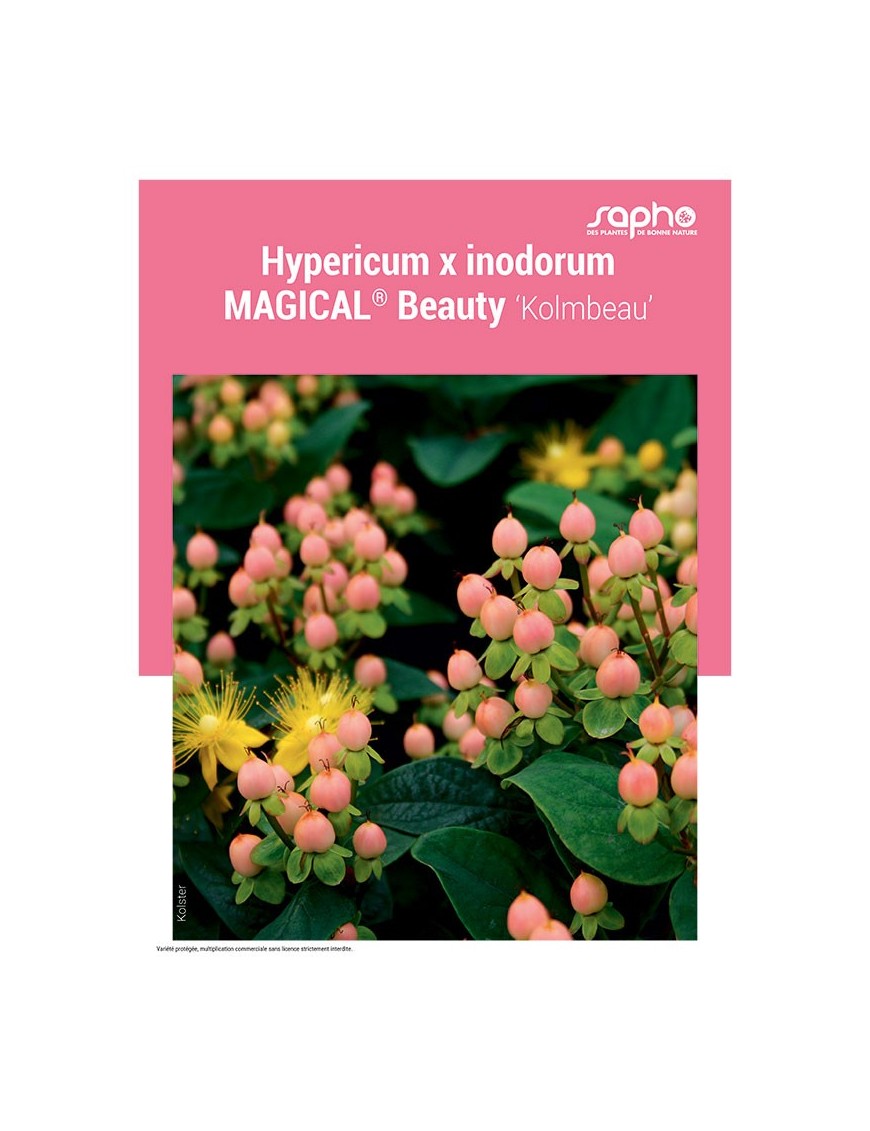HYPERICUM X INODORUM "Magical® Beauty"