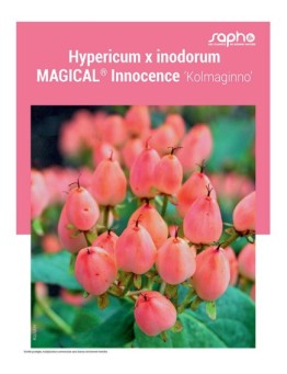 HYPERICUM X INODORUM "Magical® Innocence"
