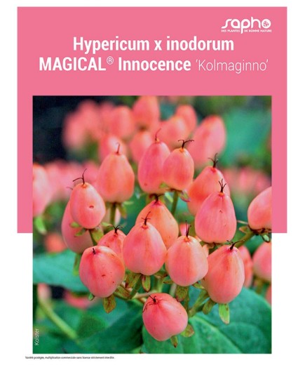 HYPERICUM X INODORUM "Magical® Innocence"