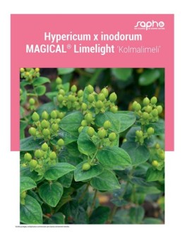 HYPERICUM X INODORUM "Magical® Limelight"