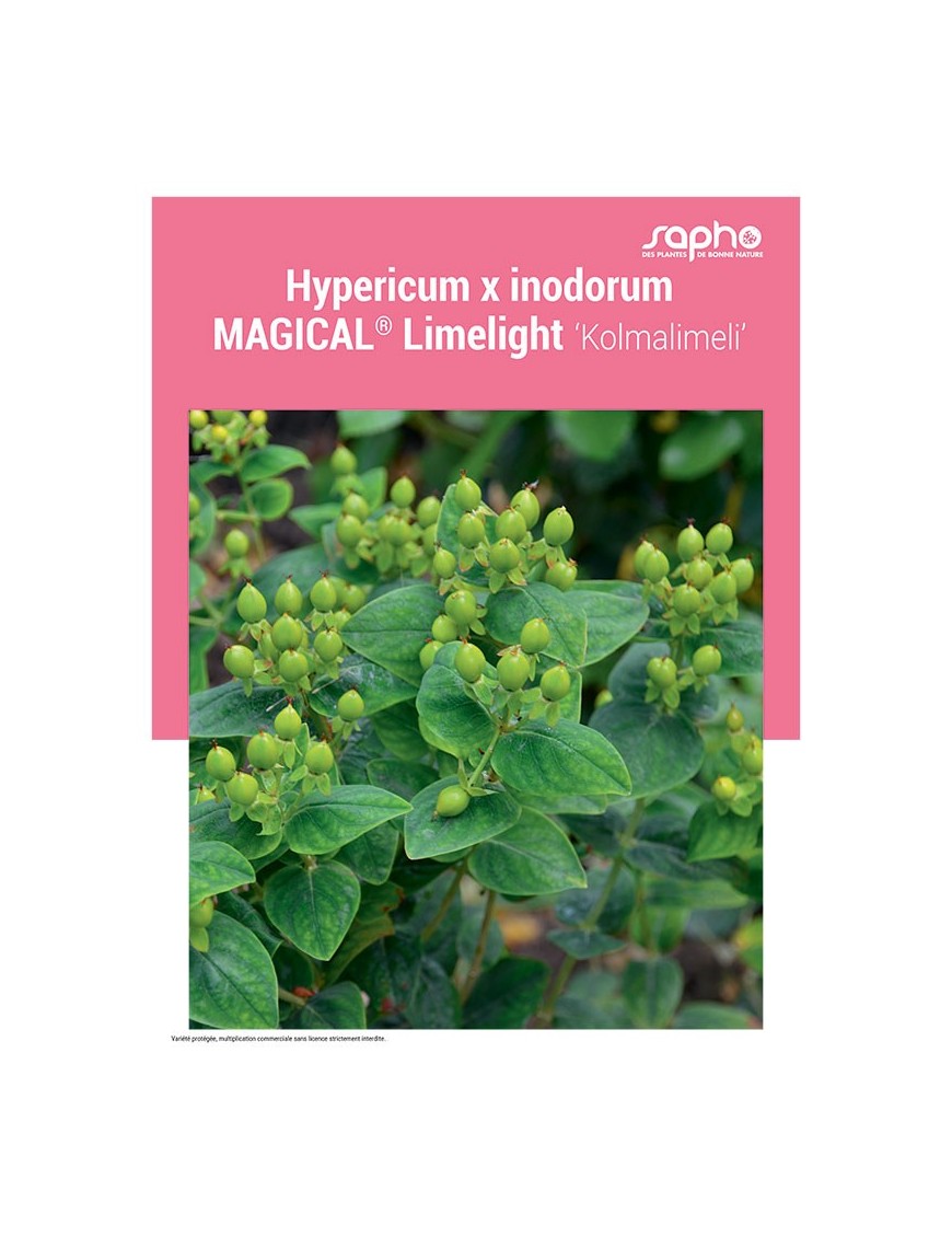 HYPERICUM X INODORUM "Magical® Limelight"