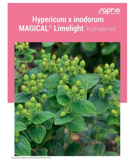 HYPERICUM X INODORUM "Magical® Limelight"