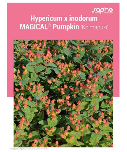 HYPERICUM X INODORUM "Magical® Pumpkin"