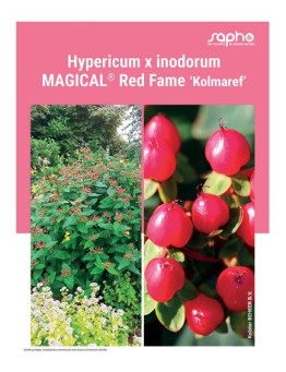HYPERICUM X INODORUM "Magical® Red Fame"