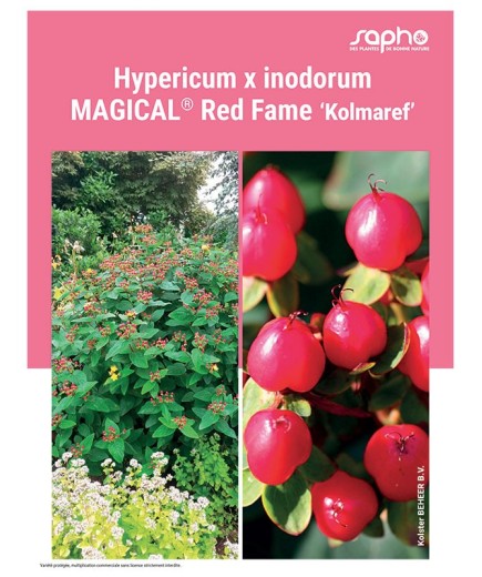 HYPERICUM X INODORUM "Magical® Red Fame"