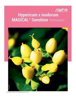 HYPERICUM X INODORUM "Magical® Sunshine"