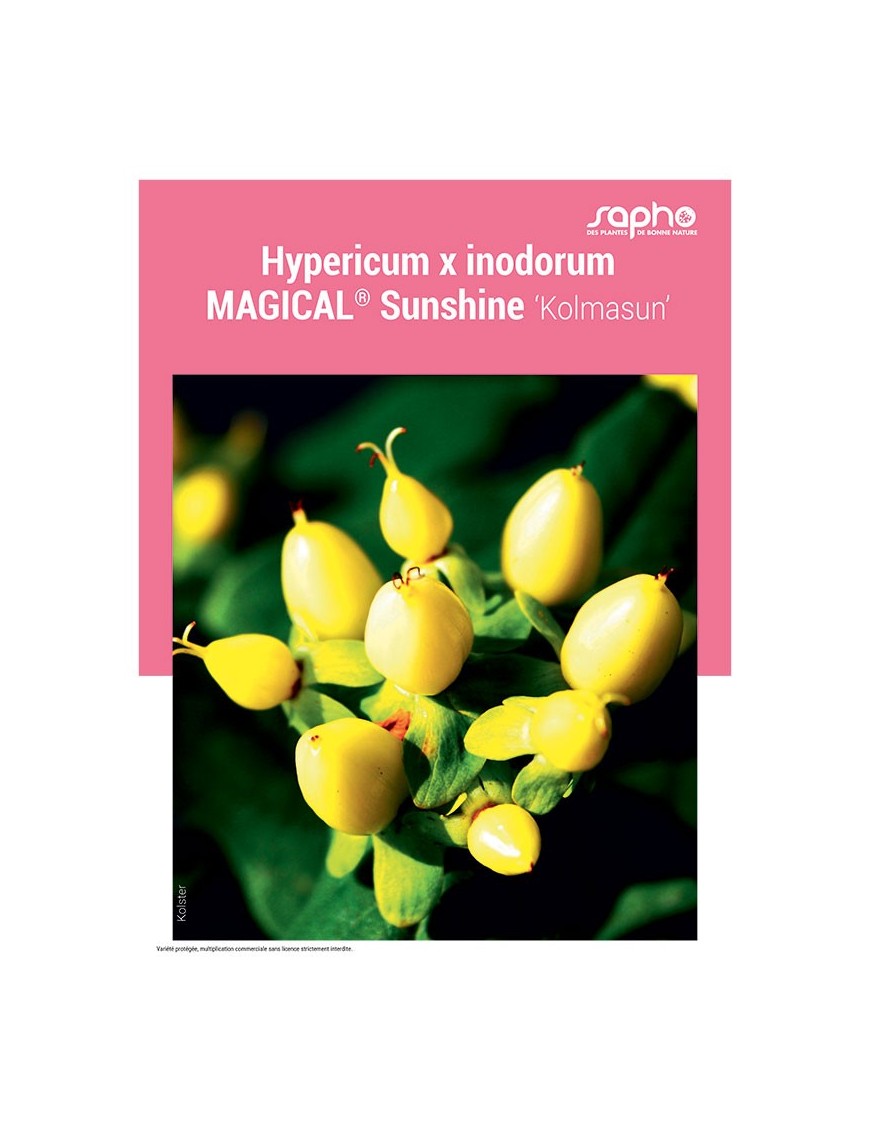 HYPERICUM X INODORUM "Magical® Sunshine"