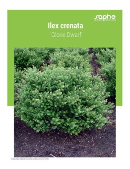 ILEX CRENATA ‘Glorie Dwarf’