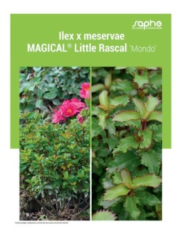 ILEX X MESERVAE "Magical® Little Rascal"