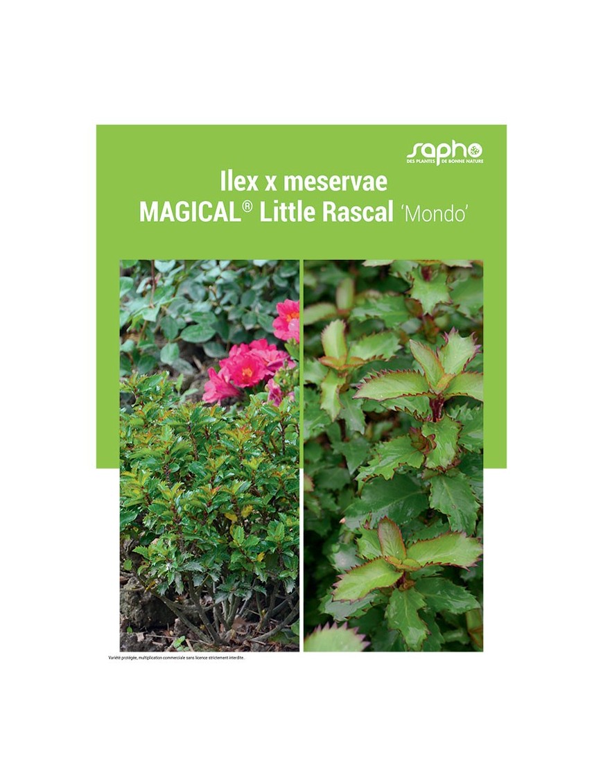 ILEX X MESERVAE "Magical® Little Rascal"
