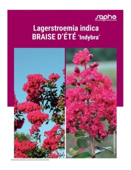 LAGERSTROEMIA INDICA "Braise d'Eté"