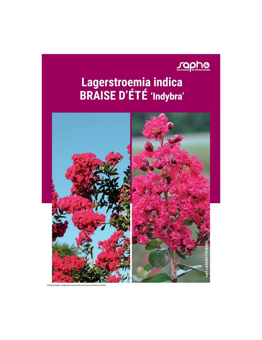 LAGERSTROEMIA INDICA "Braise d'Eté"
