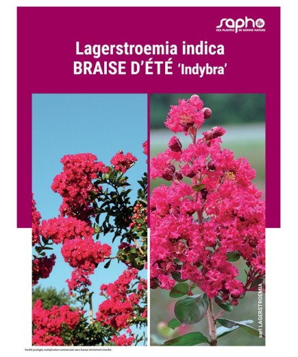 LAGERSTROEMIA INDICA "Braise d'Eté"