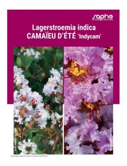 LAGERSTROEMIA INDICA "Camaïeu d'Eté"