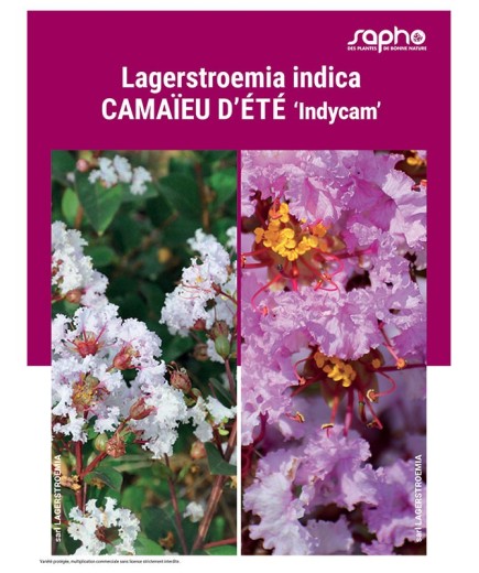 LAGERSTROEMIA INDICA "Camaïeu d'Eté"