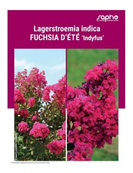 LAGERSTROEMIA INDICA "Fuchsia d'Eté"