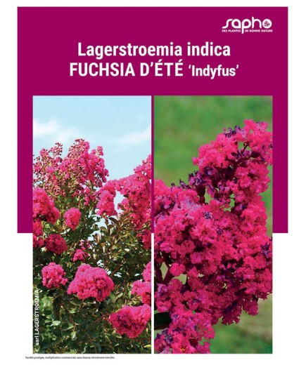 LAGERSTROEMIA INDICA "Fuchsia d'Eté"