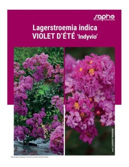 LAGERSTROEMIA INDICA "Violet d'Eté"