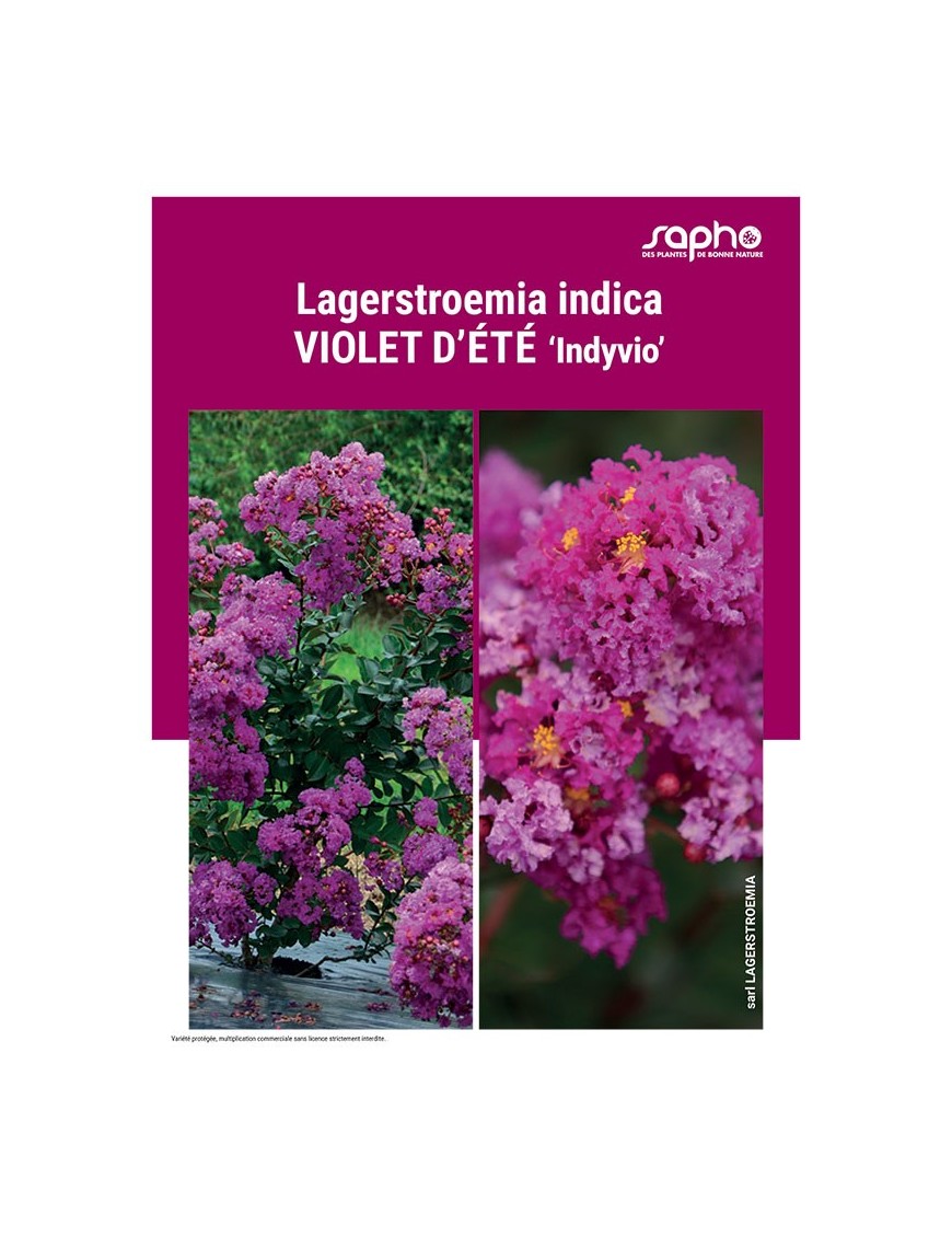LAGERSTROEMIA INDICA "Violet d'Eté"