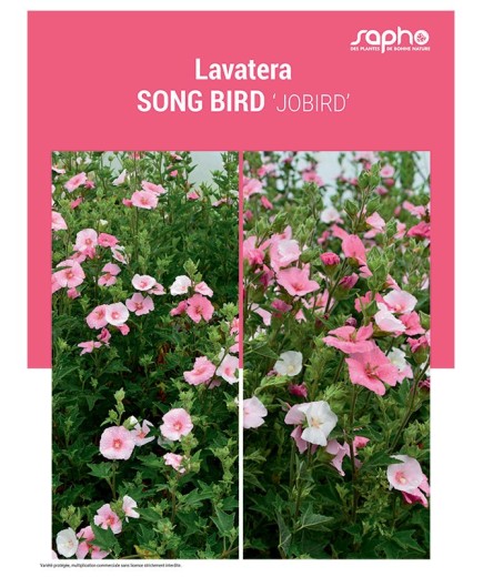LAVATERA "Song Bird"