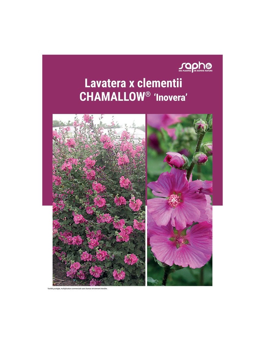 LAVATERA X CLEMENTII "Chamallow®"