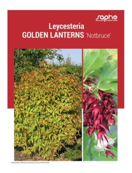 LEYCESTERIA GOLDEN LANTERNS