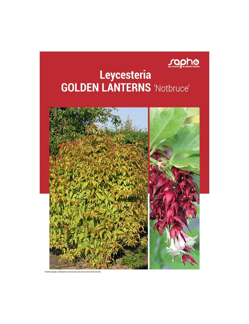 LEYCESTERIA GOLDEN LANTERNS