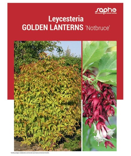 LEYCESTERIA GOLDEN LANTERNS