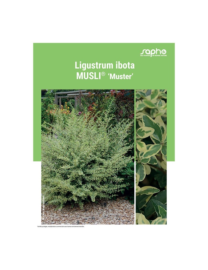 LIGUSTRUM IBOTA MUSLI®