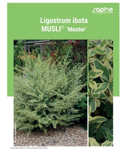 LIGUSTRUM IBOTA MUSLI®