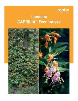 LONICERA "Caprilia® Ever"