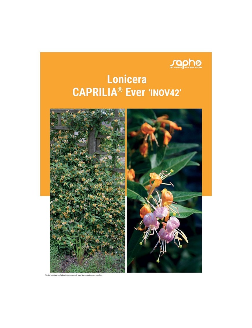 LONICERA "Caprilia® Ever"
