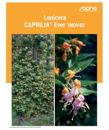 LONICERA "Caprilia® Ever"