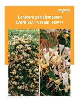 LONICERA PERICLYMENUM "Caprilia® Cream"